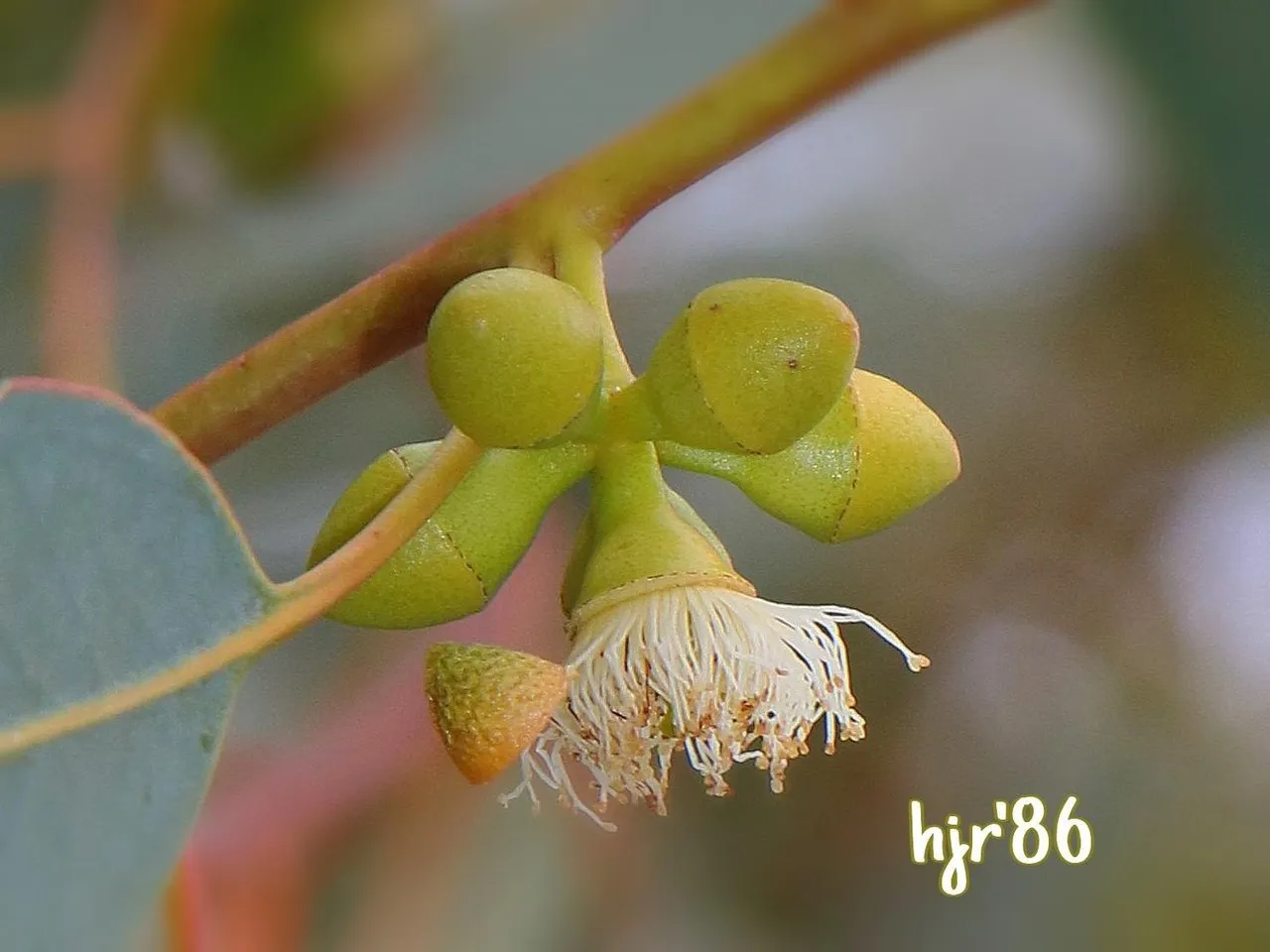 Guava fruit that has many benefits