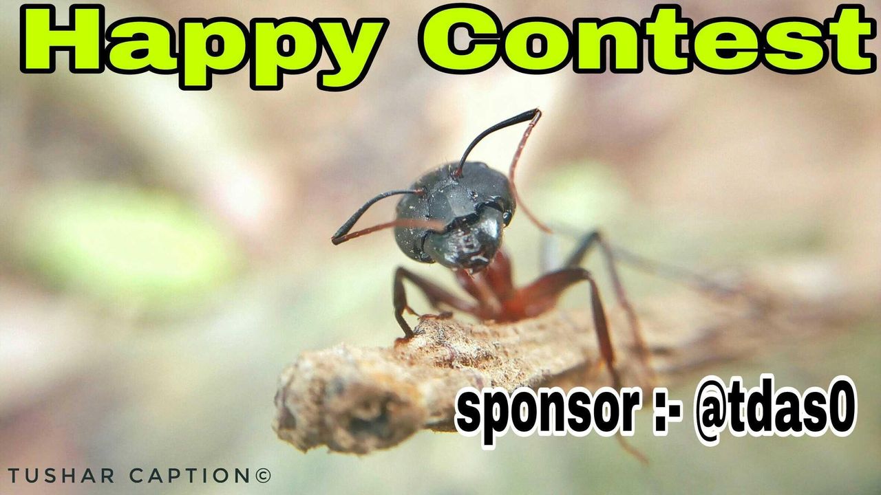 Winner, Happy contest