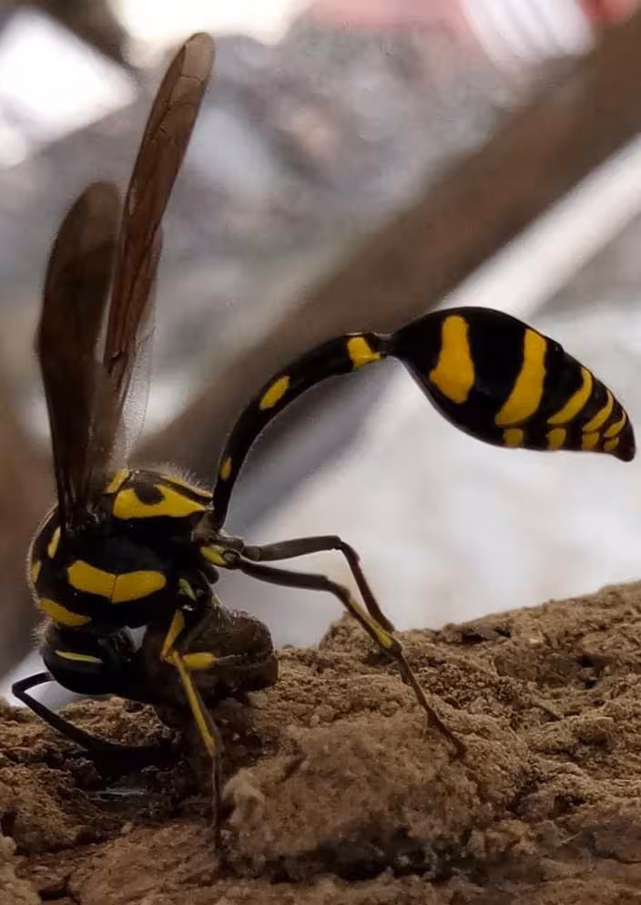 recognize Hymenoptera species
