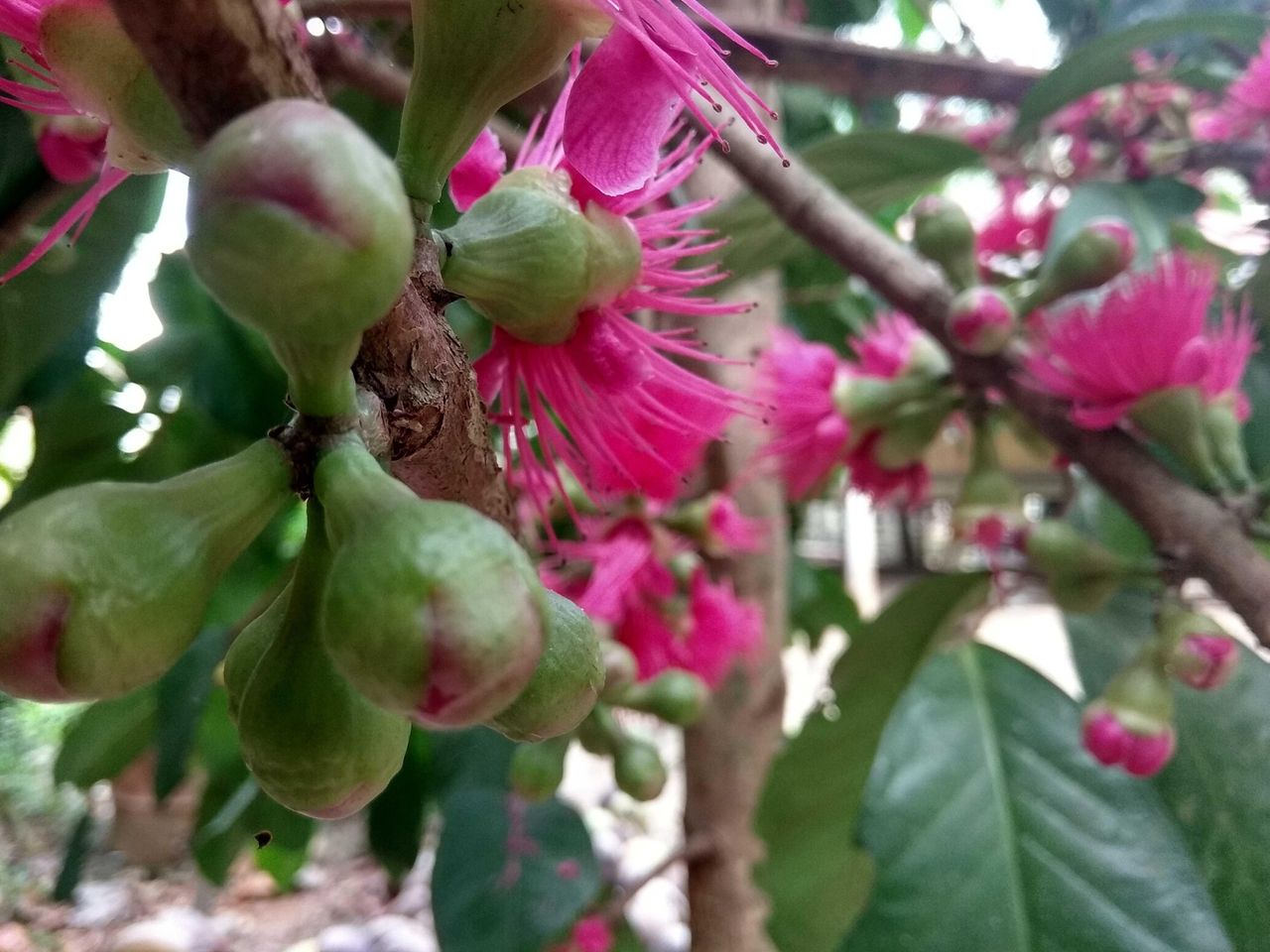Jambu bol