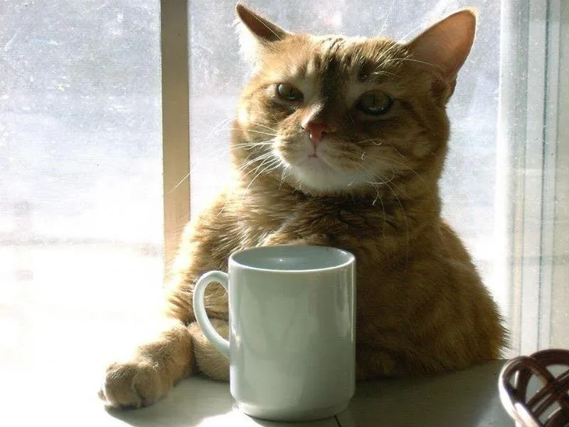 Do you drink Coffee Today ???