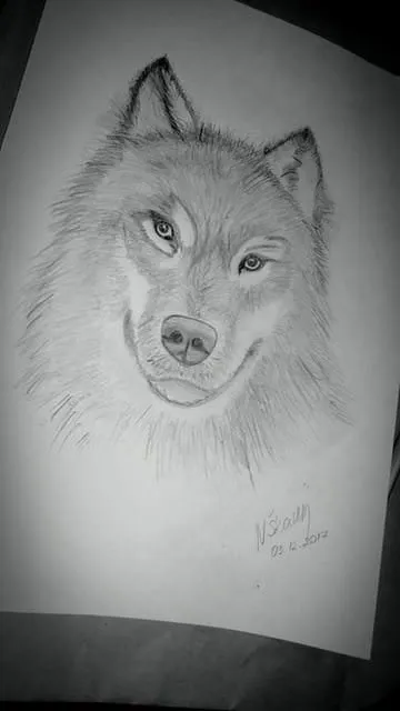 Italent by @ivan.atman - Wolf Drawing in 6 Steps 🐺