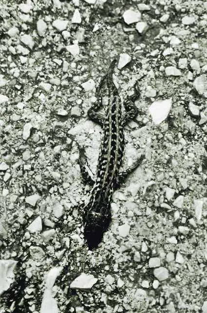 Lizard on the moon