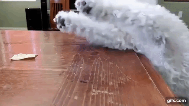 A Small Dog Watches Helplessly as a Bigger Dog Eats the Treat He Was Trying So Hard to Reach