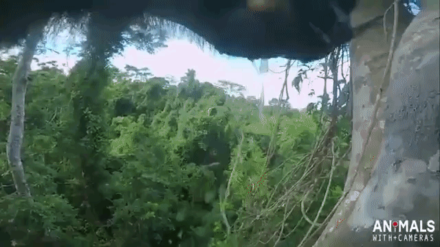 A Clever Female Chimp Unexpectedly Climbs a Tree to Locate Water to Wash Her Muddy Hands