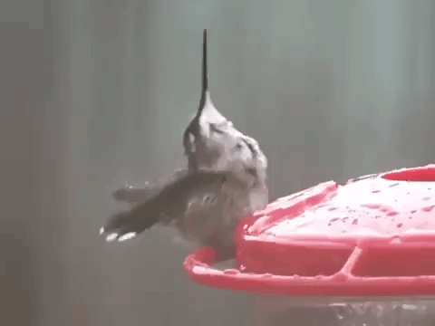 A Little Hummingbird Relaxes For a Moment to Enjoy a Refreshing Rain Shower Before Flying Away