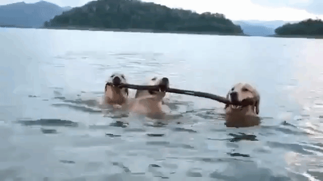 These three dogs in an attempt to win the competition