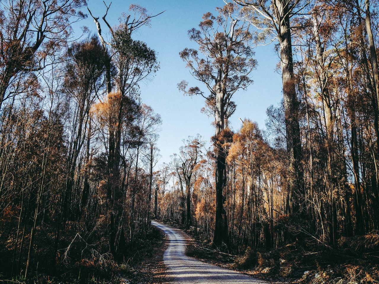 C249, Arthur-Pieman Conservation Area