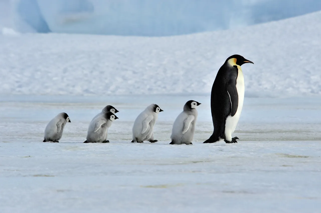 Penguin | Post Photos 14-02-18 [💰↻70%]