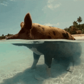 🐽 Story of Swimming Pigs Of Bahamas + Video 🐽
