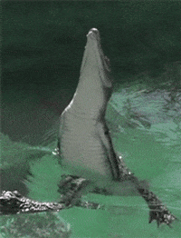 Crocodiles, the ultimate, primordial predators!