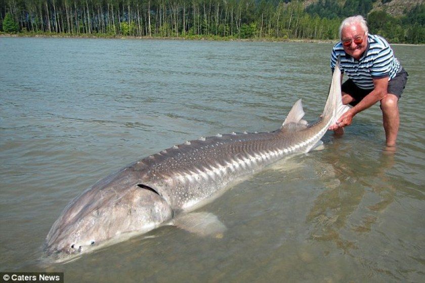 5 ANCIENT ANIMALS ALIVE UNTIL NOW