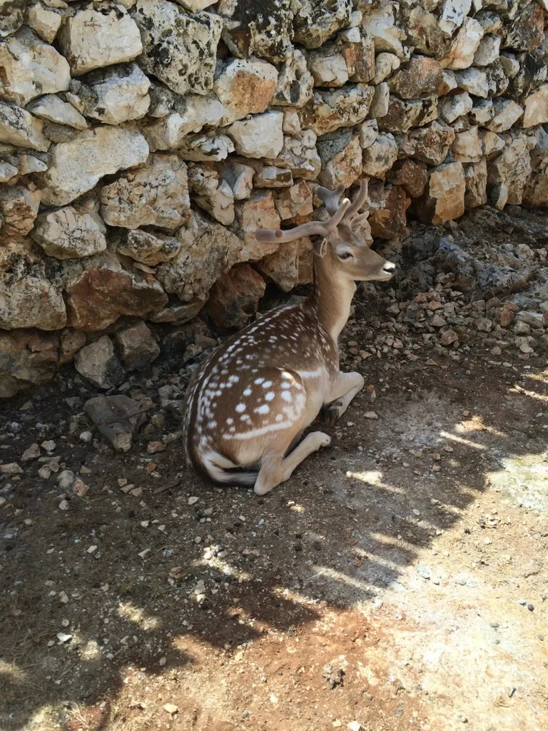 Little Deer. Some photos of handsome :)