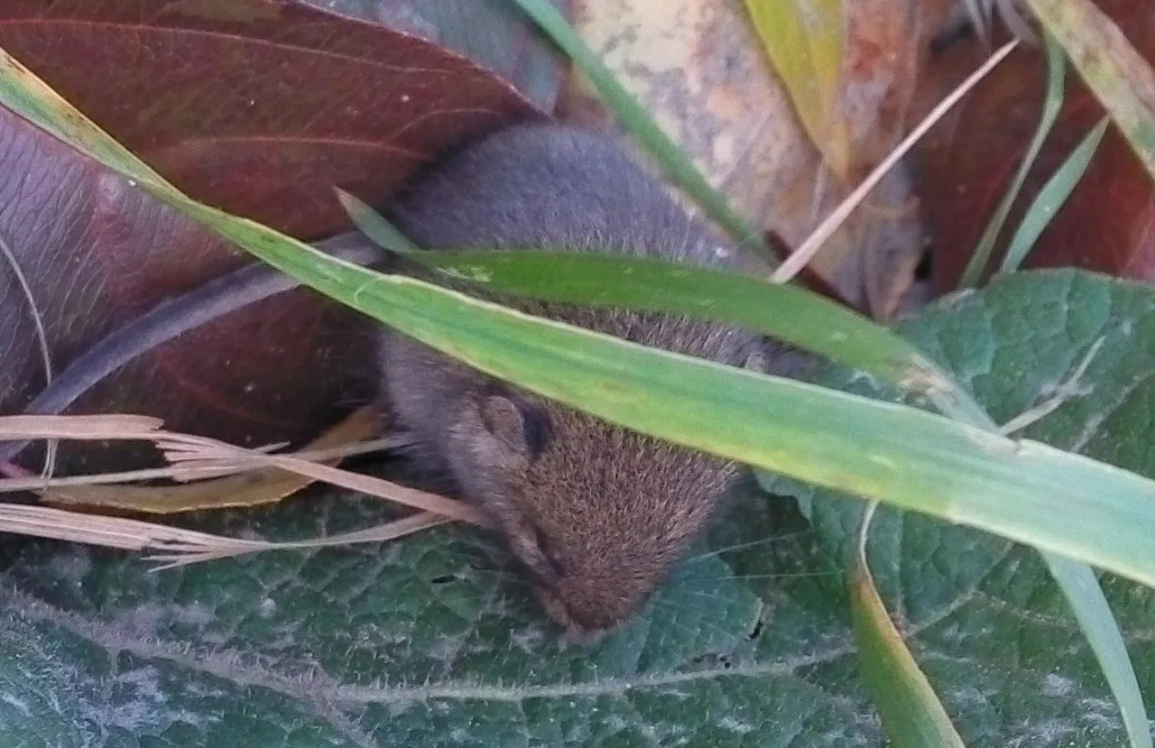 Here is a meeting .... (mouse, my photo)