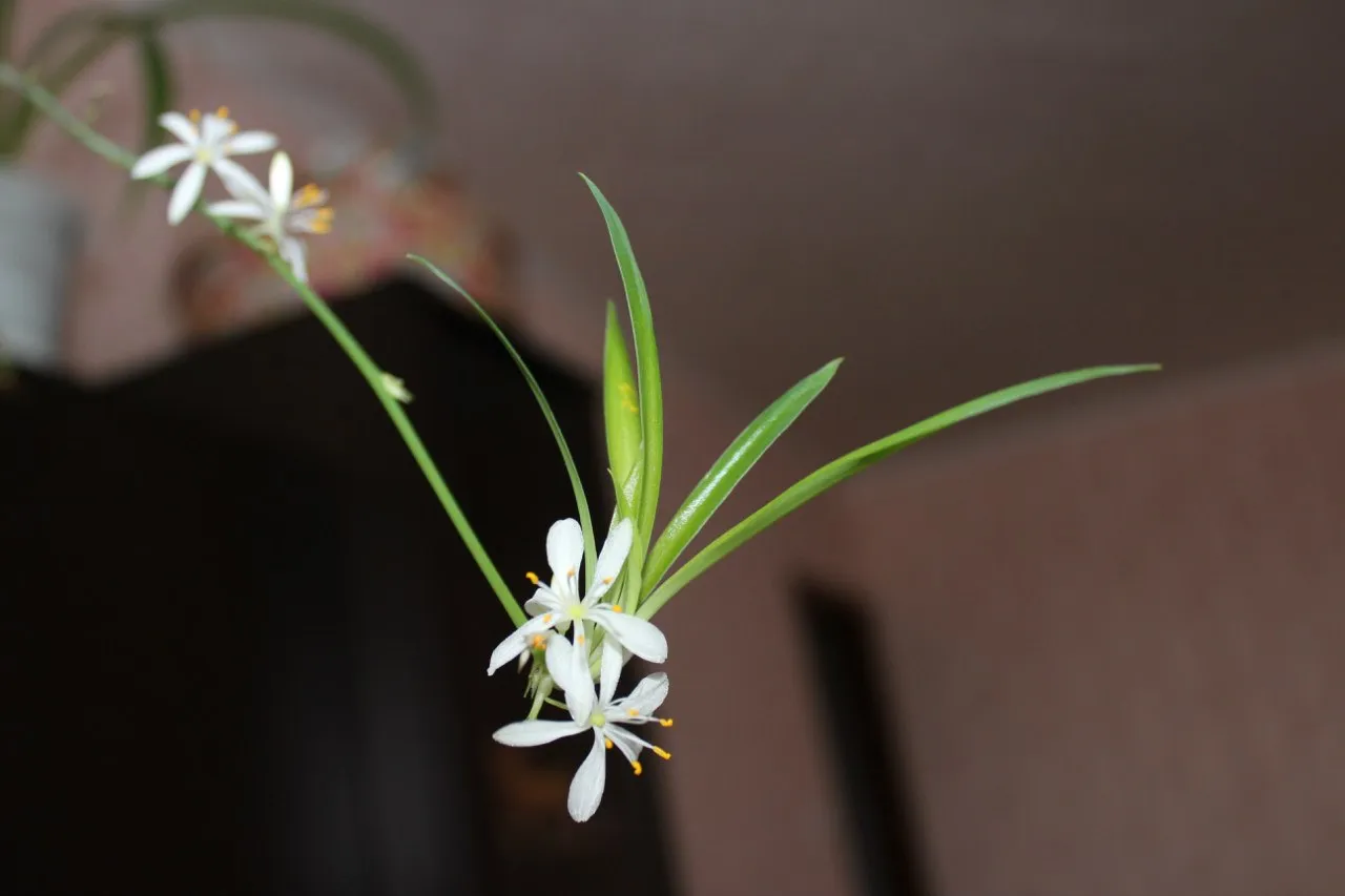 Mini flowers)))))) (photo February 22, 2018)