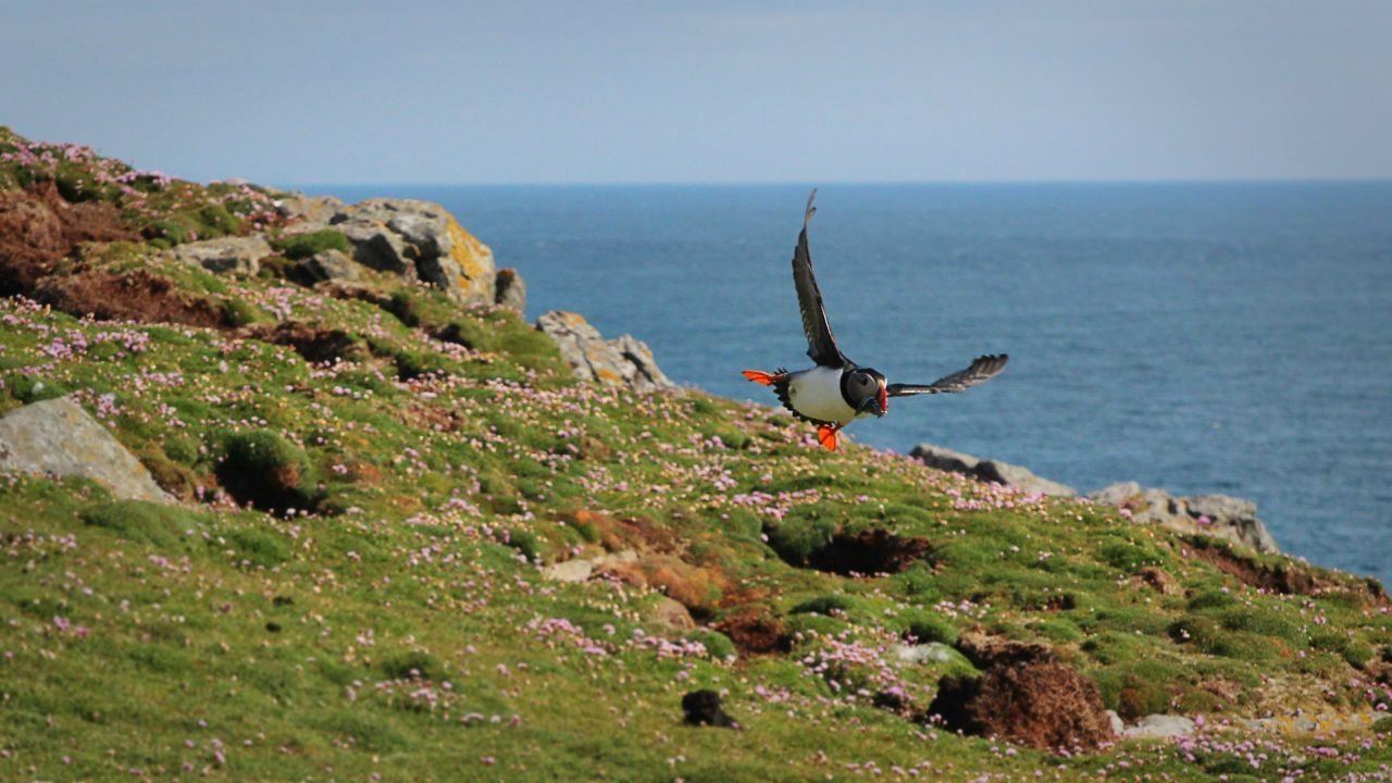 Scotland photo hunting on " Foula Island "
