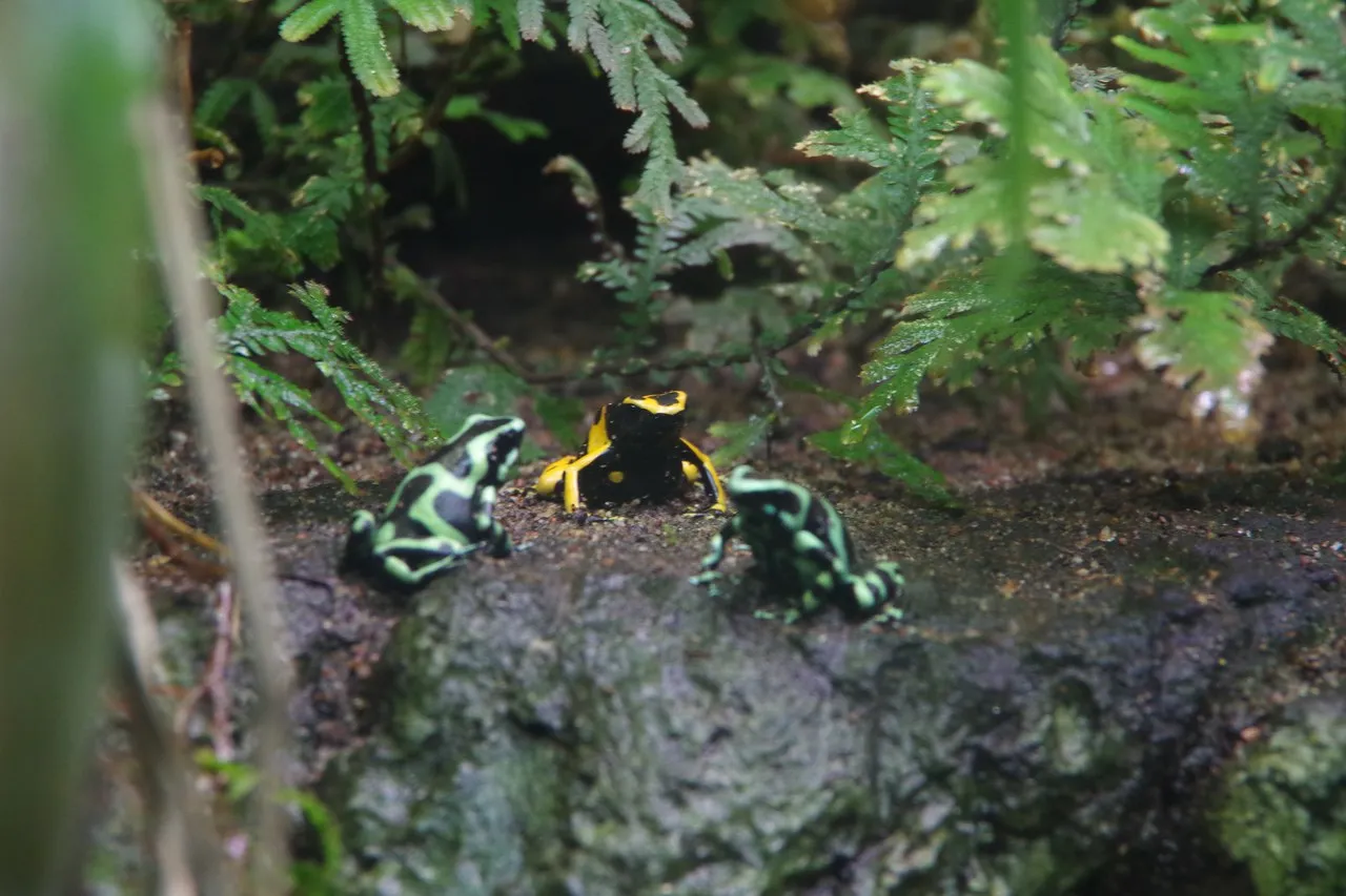 Three frogs of bright colors