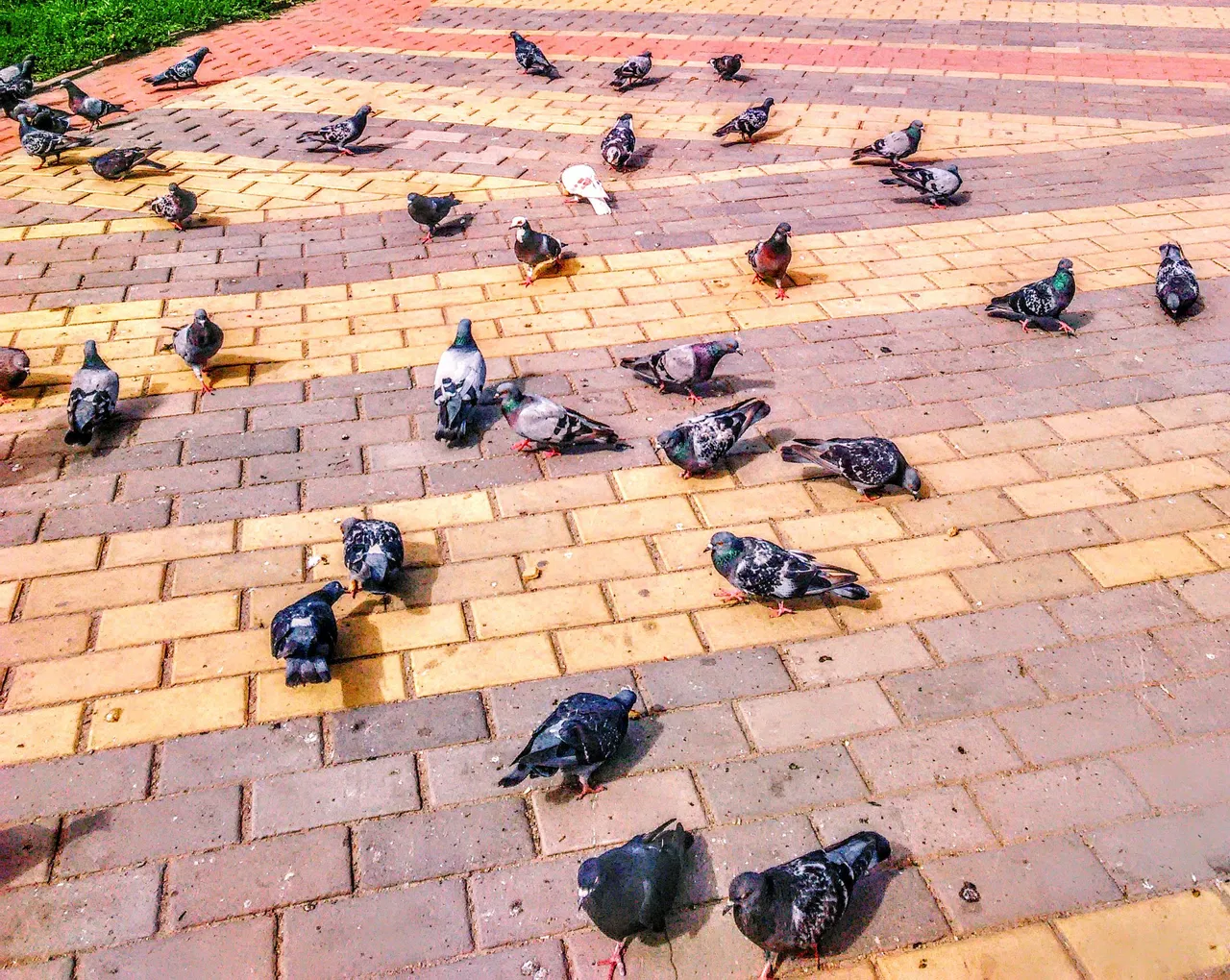 Park and many, many pigeons! (summer of 2017)