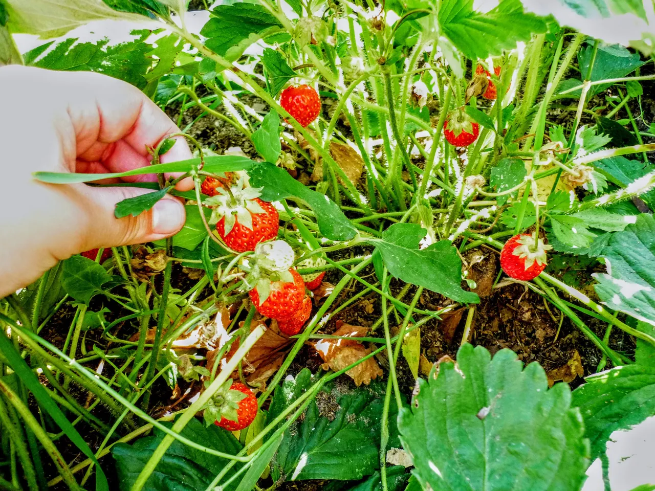 I miss the summer ... (photo 2017)