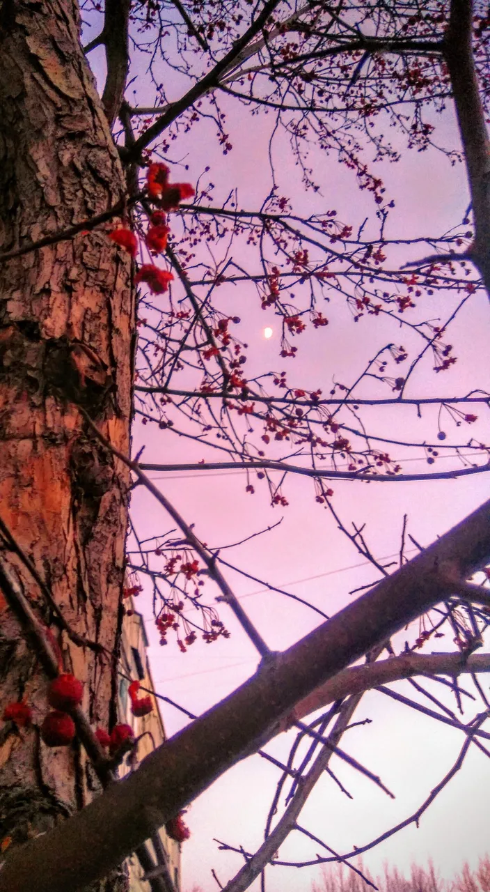 Wild apple-tree near the house ... (Photo 02.24.2018)