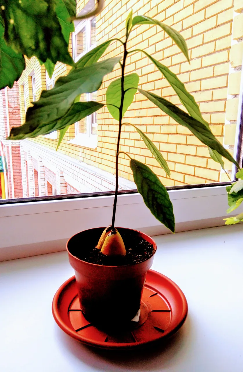 So the avocado grows !!!