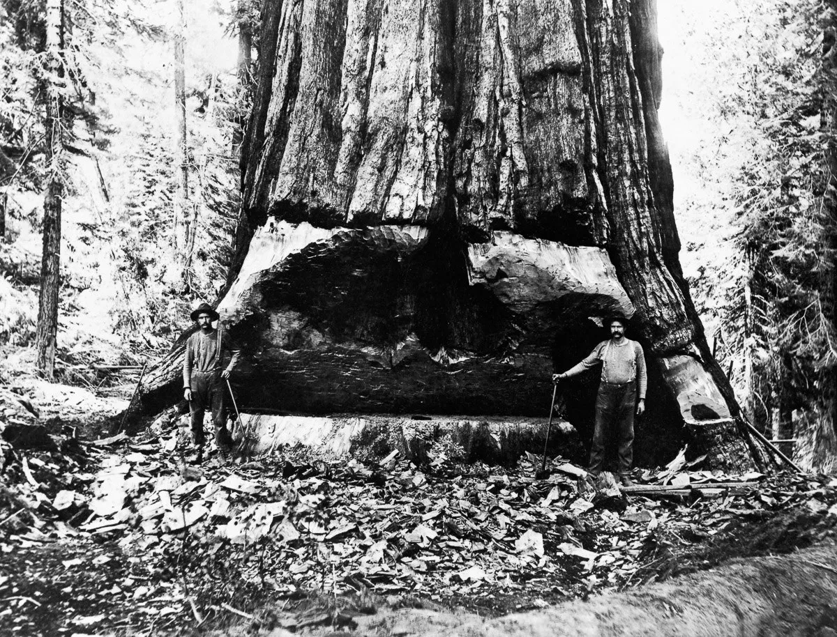 Loggers and giant trees (1892-1937)