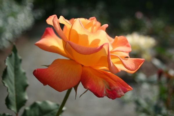 Rosesopenweekend 