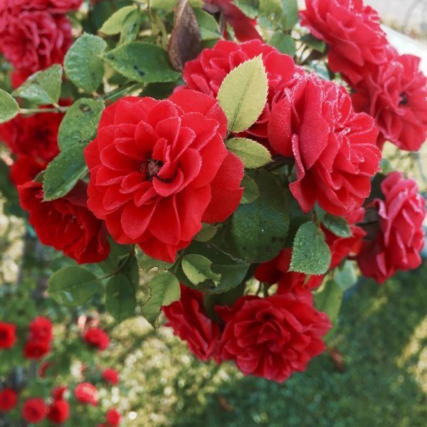 Rosesopenweekend 