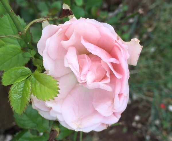 Rosesopenweekend 
