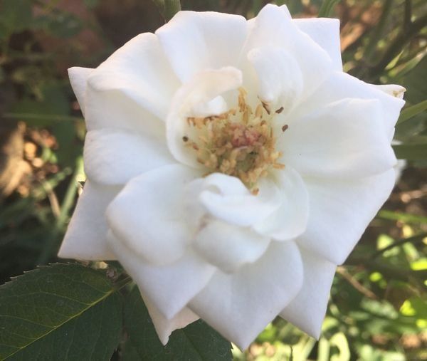 Rosesopenweekend 