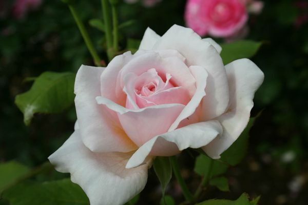 Rosesopenweekend 