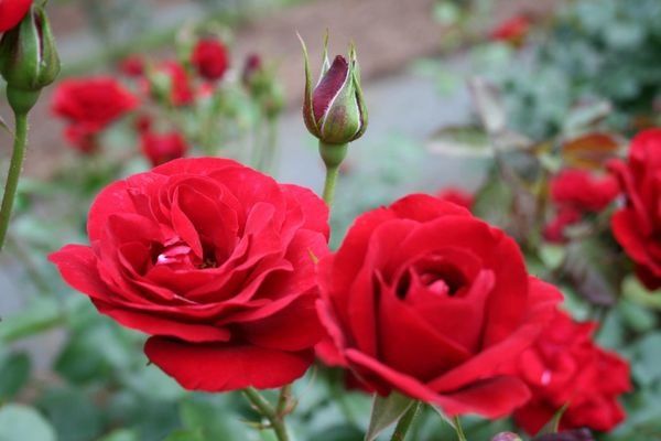 Rosesopenweekend 