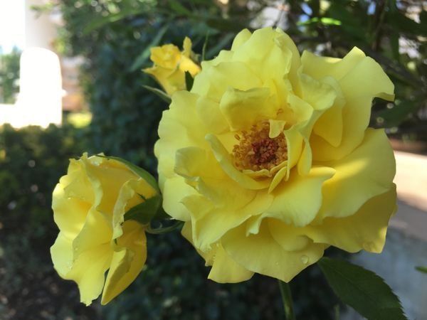 Rosesopenweekend 