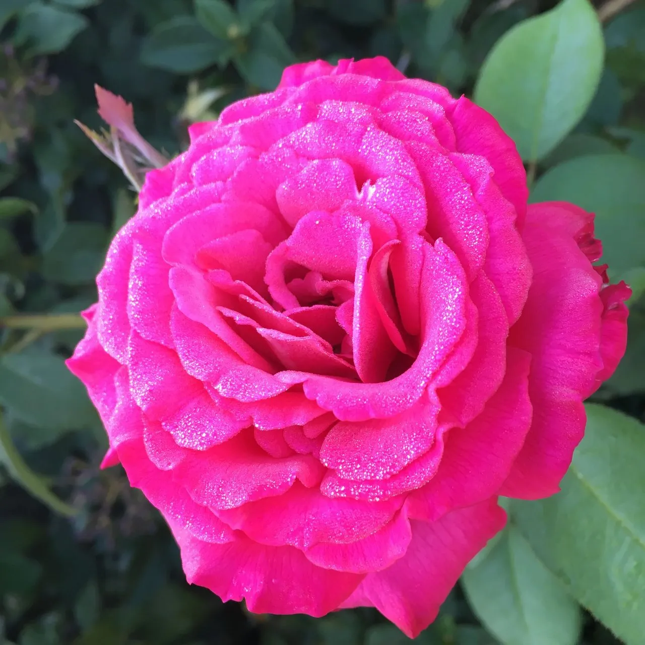 Rosesopenweekend 