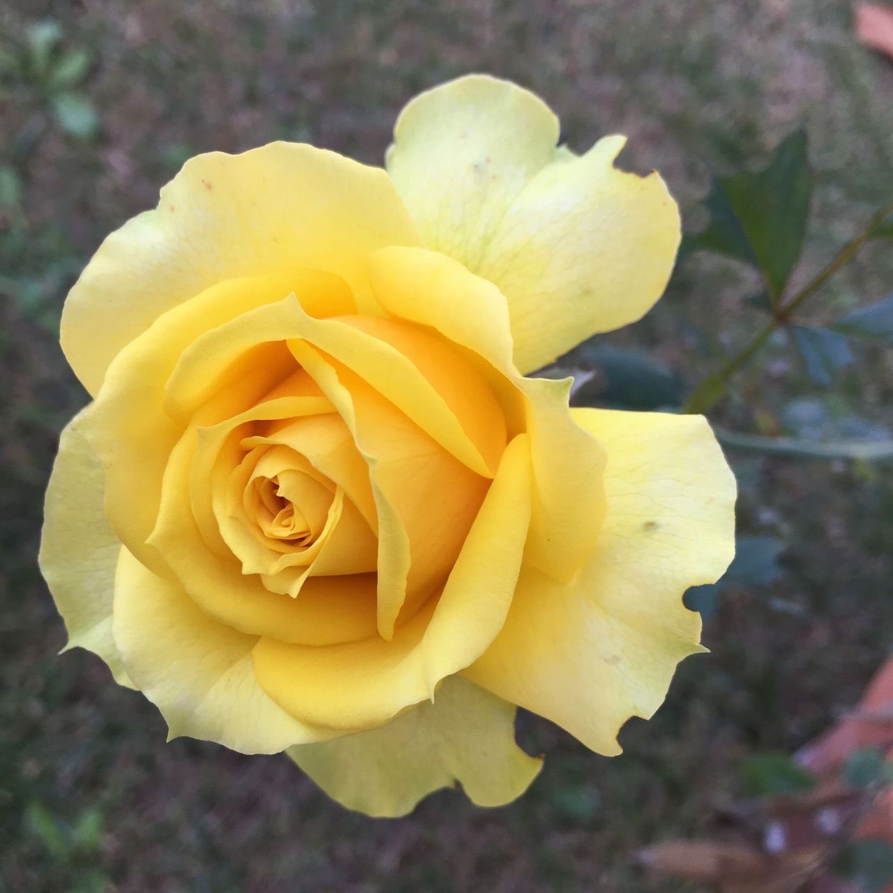 Rosesopenweekend 