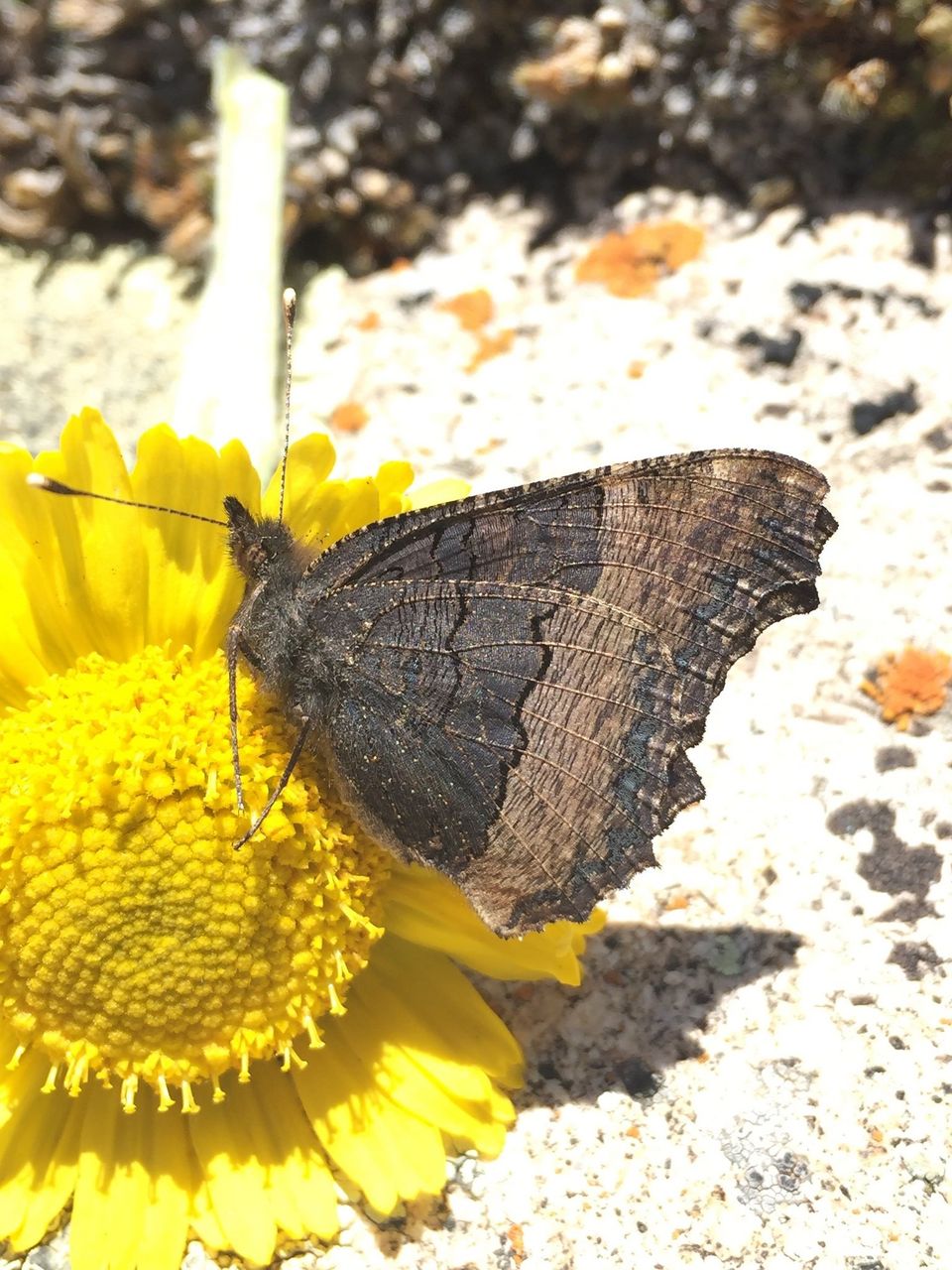 Beautiful butterfly