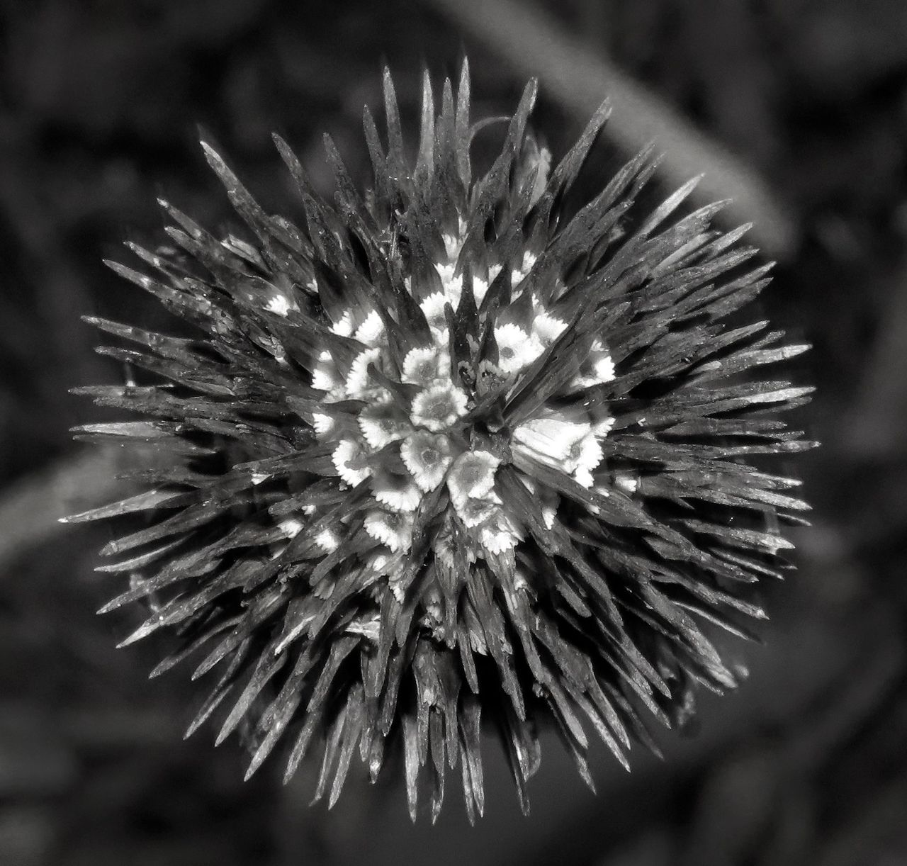 MonoMad - Macro - Spiky Echinacea Cone