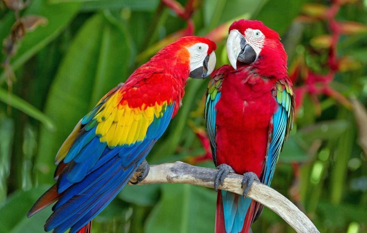 Macaw bird pair