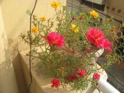 Flowers Is Everywhere Make Life Beautiful