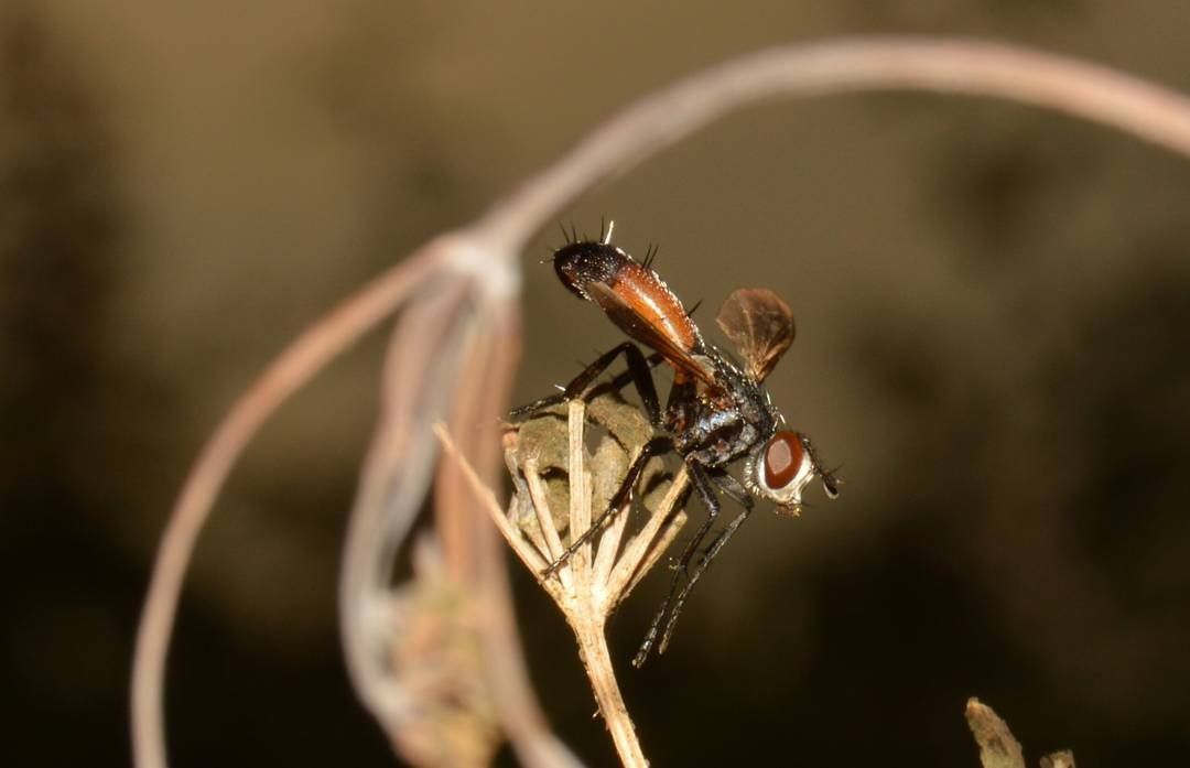 Macro photography the eye of Ant
