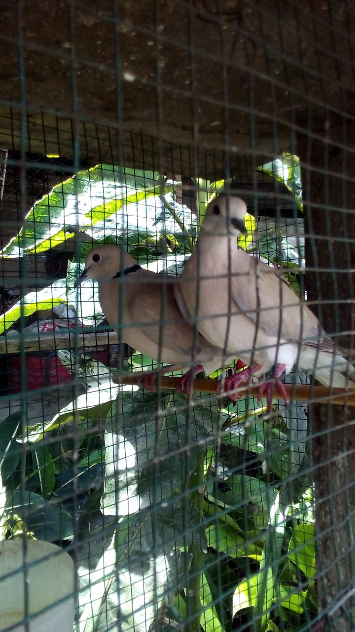  a pair of merbok birds | sepasang burung merbok