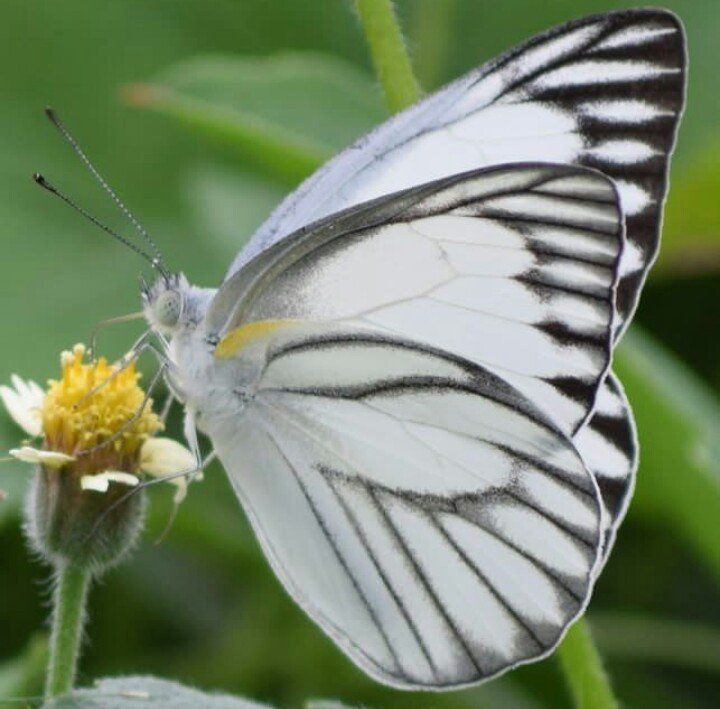 Macrophotography || the beauty of butterflies