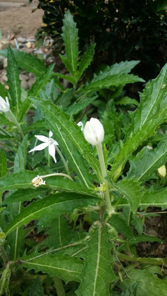 Bunga katarak(cataract flowers)