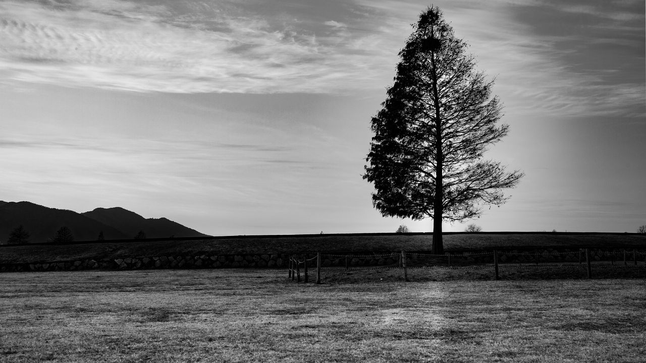 tree
