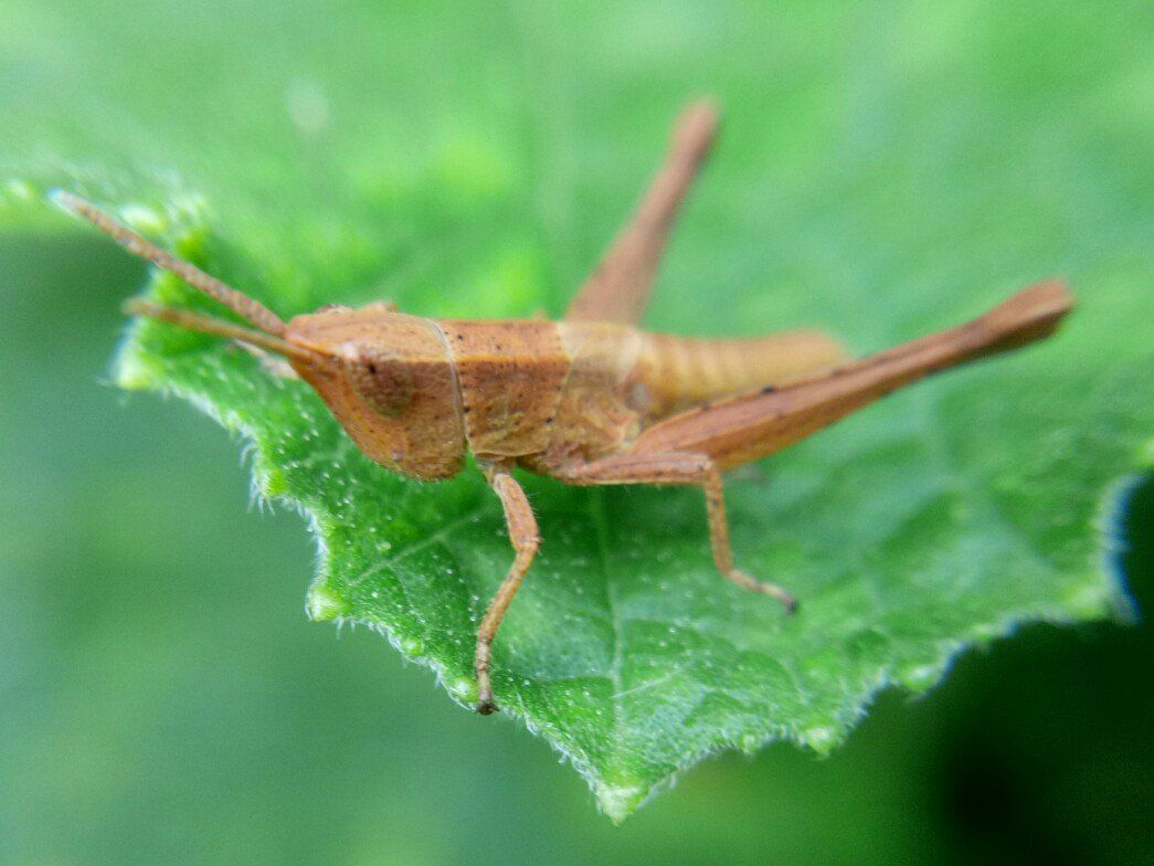 Benefits of Grasshopper for Health (bilingual)