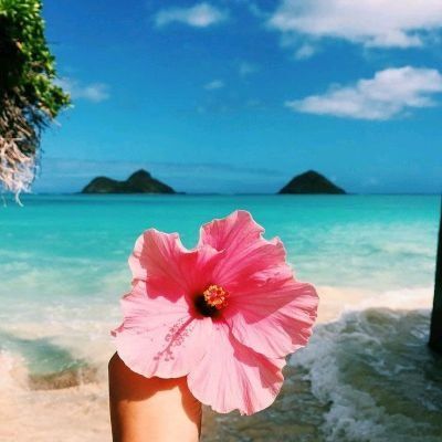 Flowers are pink and Rainbow Beach beauty