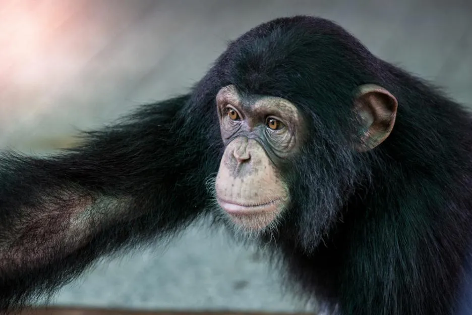 American Laboratory has created a hybrid between human and chimpanzee 100 years ago
