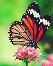 America butterfly