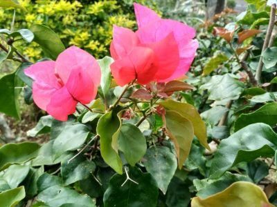 flower kawet