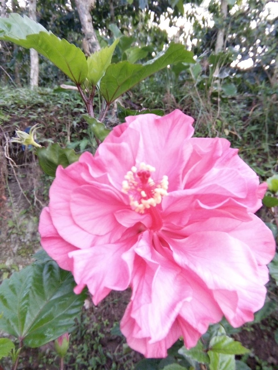 Hibiscus flower